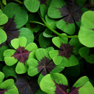 Mother Nature Garden Centre-Powell River-Lucky Houseplants for St. Patricks Day-shamrock plant