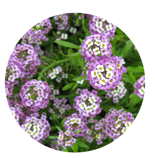 Mother Nature Garden Centre-Powell River-Annuals for a Fabulous Spring 2023-alyssum
