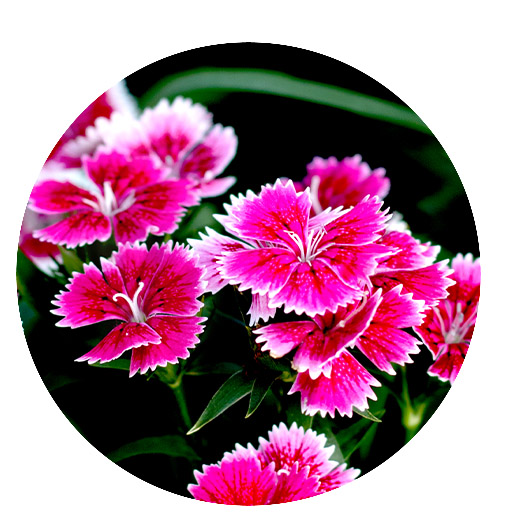 Mother Nature Garden Centre-Powell River-Annuals for a Fabulous Spring 2023-dianthus