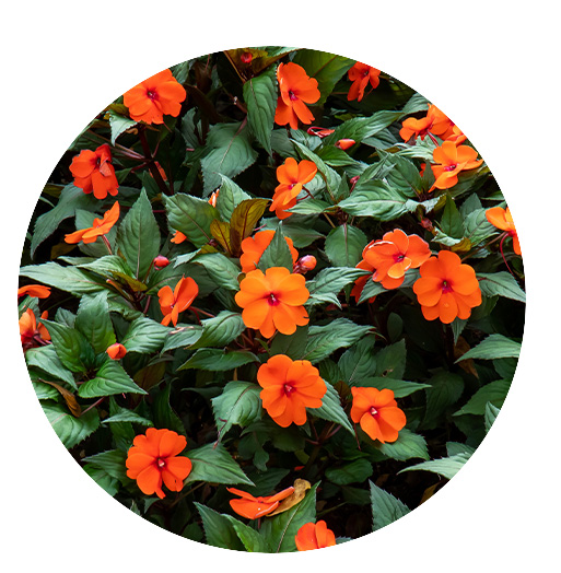 Mother Nature Garden Centre-Powell River-Annuals for a Fabulous Spring 2023-impatiens