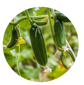 Mother Nature Garden Centre-Powell River-Planting Guide for Powell River British Columbia-cucumbers