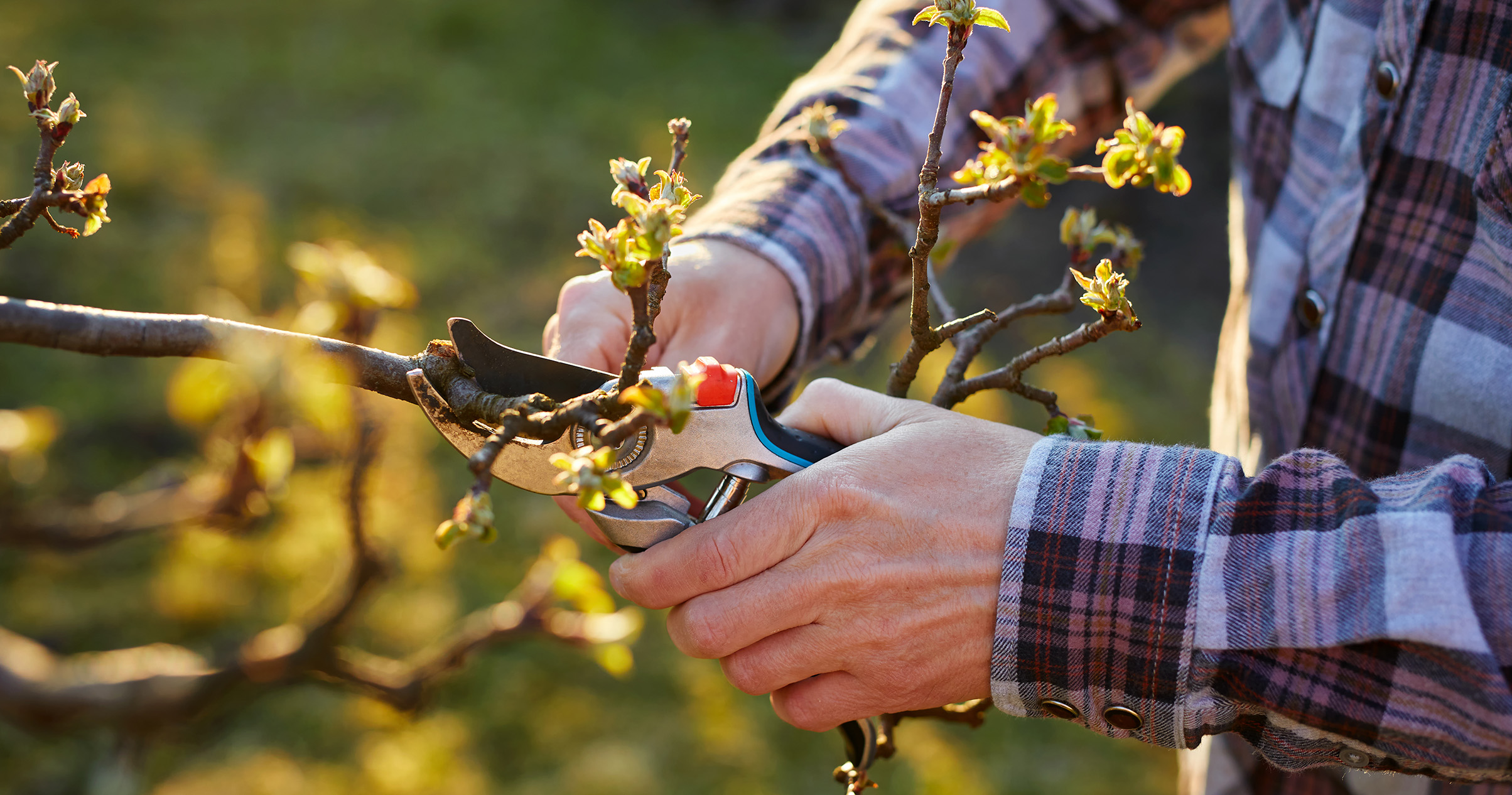 Types of Pruners and Saws, and How to Use Them — Mother Nature Powell