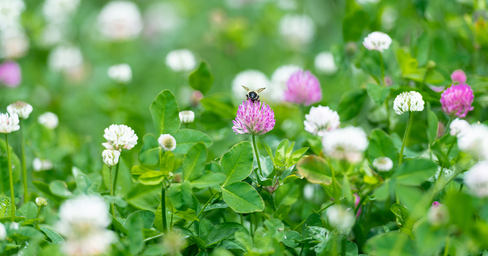 Mother Nature Garden Centre-Powell River-Boost Your Vegetable Garden With Cover Crops-clover