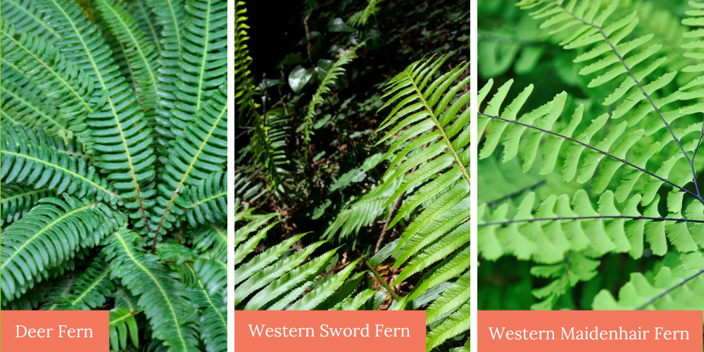 Mother Nature Garden Centre-Powell River-British Columbia-The Woodland Garden-native ferns