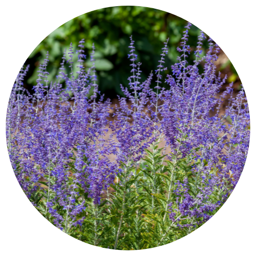 Mother Nature Garden Centre-Powell River-British Columbia-Late Blooming Annuals and Perennials-Russian sage
