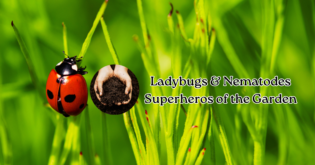 ladybugs and nematodes