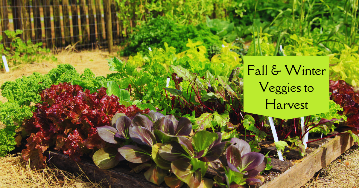 Veggies to Plant Now for Fall & Winter