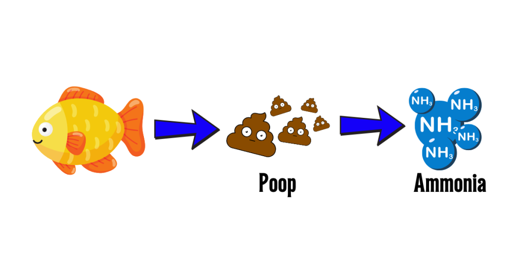 Understanding The Nitrogen Cycle