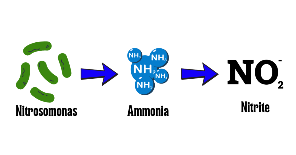 Step 1 of The Nitrogen Cycle