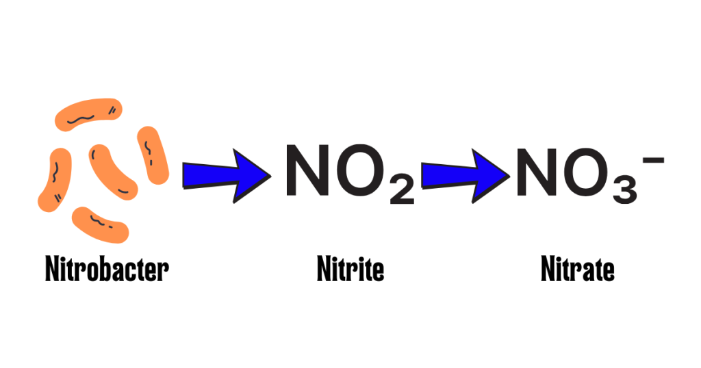 Step 2 of The Nitrogen Cycle