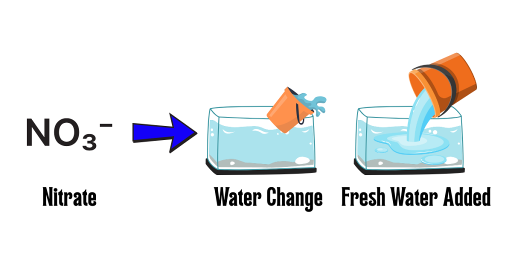 Step 3 of The Nitrogen Cycle