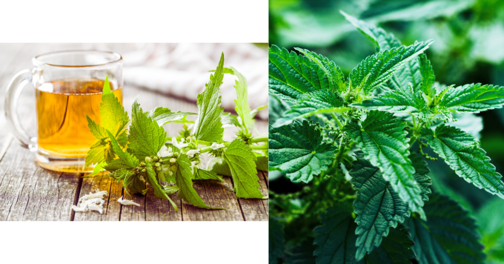 stinging nettles are medicinal plants