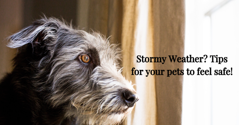 storms and our pets