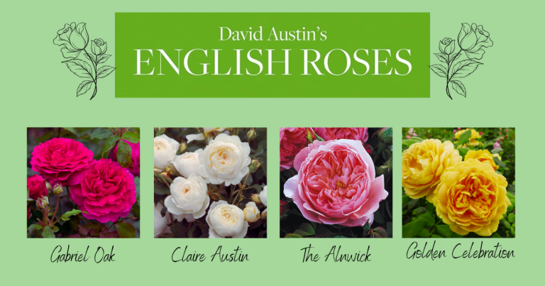david austin roses