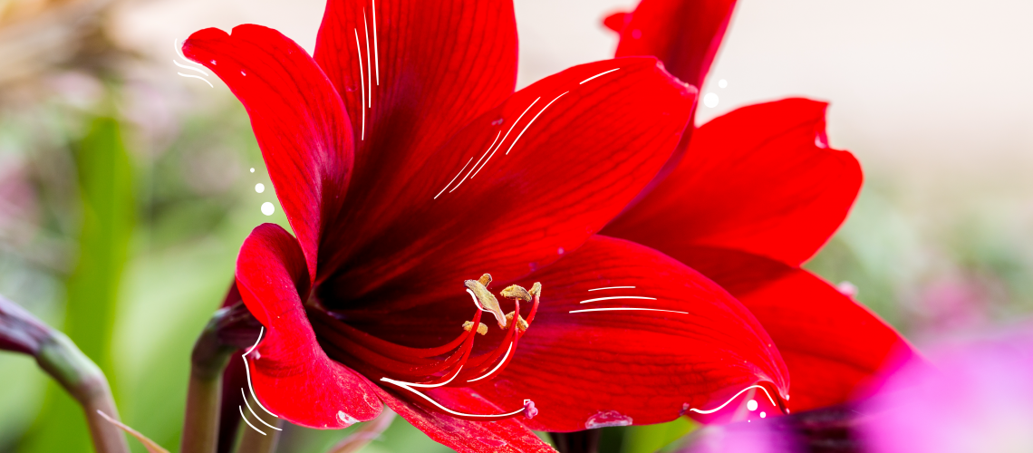 Mother Nature How to Overwinter Plants