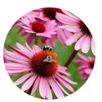 Mother Nature Garden Centre-Powell River-Our Zodiac Sign Gardening Guide for 2023-echinacea
