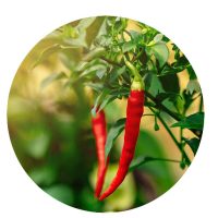 Mother Nature Garden Centre-Powell River-Our Zodiac Sign Gardening Guide for 2023-hot peppers