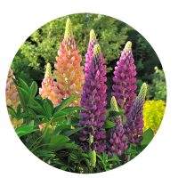 Mother Nature Garden Centre-Powell River-Our Zodiac Sign Gardening Guide for 2023-lupine