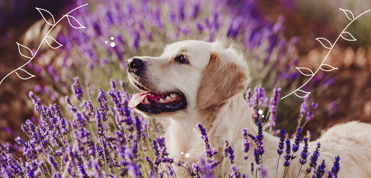 dog in lavender field mother nature